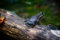 Green-Frog
