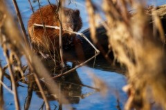 Reflections-of-M.Muskrat