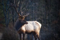 Strikingly-Majestic