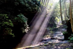 Rays-in-the-Morning-Mist
