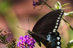 Black-Swallowtail-in-Profile