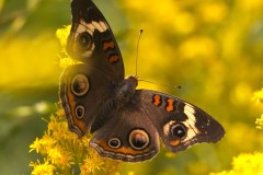 Buckeye-Butterfly-on-Goldenrod
