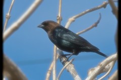 Caged-in-Cowbird