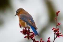 Cherry-Blossom-Bluebird