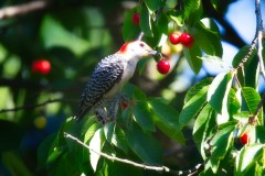 Cherry-Pickin-Woodpecker