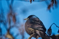 Grackle-n-Catkins