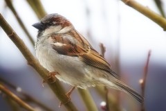 Just-a-Sparrow