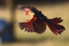 Late-Afternoon-Lady