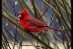 March-Cardinal