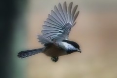 My-Little-Chickadee