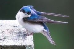 Not-Your-Average-Bluebird