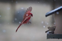 Red-Snow-Bird