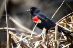 Reeds-and-Red-Wing