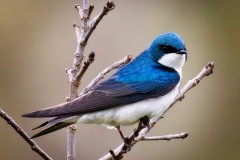 Rocking-the-Blue-and-White