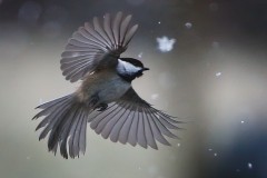 Snow-Day-Chickadee