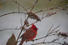 Snow-Day