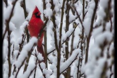 Spring-Snow