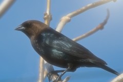 Sunny-Cowbird