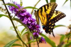 Tiger-Swallowtail