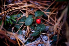 A-Snowflake-and-a-Teaberry