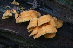 Chicken-of-the-Woods