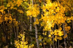 Early-Fall-in-Colorado