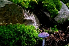 It-Really-is-Purple