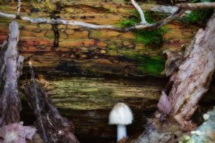 Mushroom-and-Mosaic