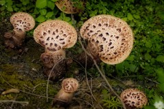 There-are-Dryads-About