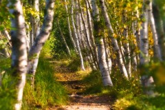 White-Birch-Walkway