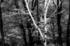 White-Birch-and-Dogwood