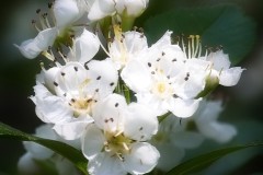 Wild-Hawthorne-Blossom
