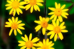 Yellow-Daisies-in-the-Wild