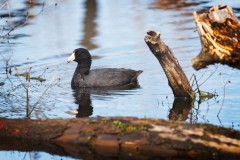 American-Coot-