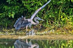 Blue-Heron-Splashdown
