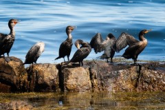 Cormorant-Conclave