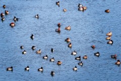 Duck-Convention