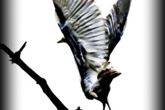 Great-Egret