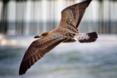 Gull-in-Flight