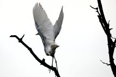 Magnificence-of-a-Great-Egret