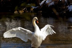 Mute-Swan