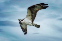 Osprey-on-the-Hunt