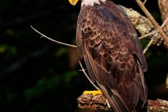 Perched-Bald-Eagle