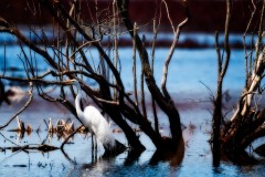 Presque-Isle-Great-Egret