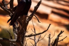 Raven-in-Silhouette