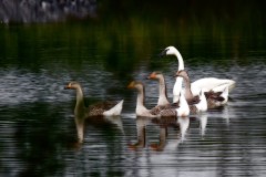 Reflections