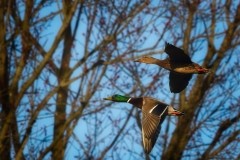 Spring-is-Coming-crop-vig