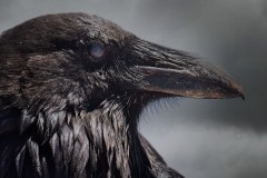 The-Raven-Knows