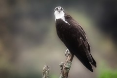 Vigilant-1